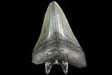 Fossil Megalodon Tooth - Georgia #109323-1
